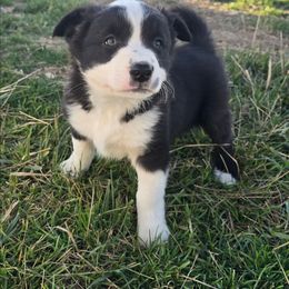 Leo - Black and white male Border Collie puppy in Nampa, Idaho from D8 Ranch Border Collies