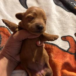 Shortbread - Red female Dachshund puppy in San Antonio, Texas from Bear Bear's House of Doxies