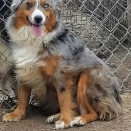 Isabelle - Miniature American Shepherd