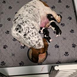 Girl 2 - Black brown and white female Basset Hound puppy in Greenleaf, Idaho from Happy Acre Bassets