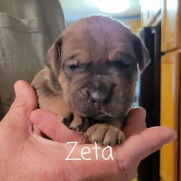 Cane Corso Puppies from Samantha Jackson