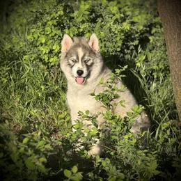 Pomsky and Siberian Husky Puppies from A-Dream Pomsky Kennel