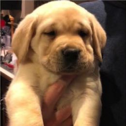 Labrador Retriever Puppies from MayCroft Labradors