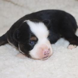 Blue-Eyed Black Tri Male - Black tri male Toy Australian Shepherd puppy in Leighton, Alabama from Isbell Land & Livestock, LLC
