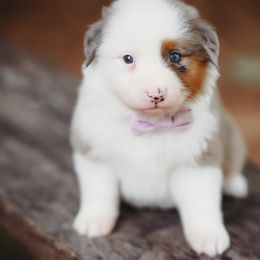 Jesse - Blue merle female Australian Shepherd puppy in Austin, Texas from Sweetwater Australian Shepherds