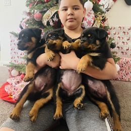 Rottweiler Puppies from Coronado Rottweilers