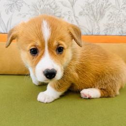 Ariel - Red female Pembroke Welsh Corgi puppy in Aumsville, Oregon from West Coast Corgi