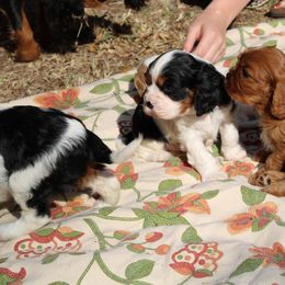 Cavalier King Charles Spaniel Puppies from Critter's Cottage Cavaliers