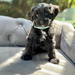 Luna - Black and gold female Yorkipoo puppy in New Britain, Connecticut from Goldendoodles Yorkiepoo Stars CT