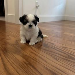 Baby Grogu - Tricolor female Shih Tzu puppy in Prattville, Alabama from Jamie Manteufel