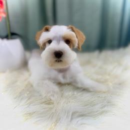 Lilly - Wheaten female Miniature Schnauzer puppy in Overton, Texas from Beards & Bows Schnauzer Farm