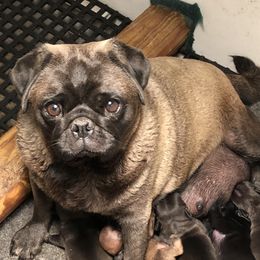 Nugget - Pug