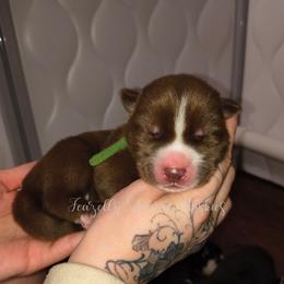 Atlas - Red and white male Siberian Husky puppy in Richland, Mississippi from Feazell’s Siberian Huskies