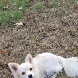 Chihuahua and Dachshund All Grown Up from Hope's pups