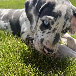 Great Dane Puppies from BkB’s House of Danes