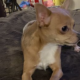 Tucker - Chihuahua