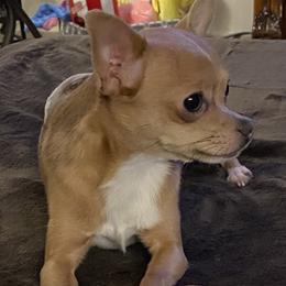 Tucker - Chihuahua