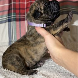 Penelope - Brindle female Great Dane puppy in Scottsburg, Virginia from Virginia Great Danes