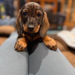Molly - Wild boar female Dachshund puppy in Superior, Montana from Never Land Dachshunds of Montana