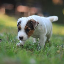 Rolly - Tri-color male Jack Russell Terrier puppy in Graham, Washington from Ethical Jacks