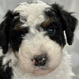 Girl 2 - Leia Organa - Black and white Bernedoodle puppy in Lake Oswego, Oregon from Orchard Hill Bernedoodles