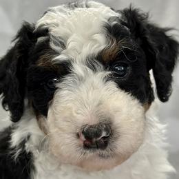 Girl 2 - Leia Organa - Black and white Bernedoodle puppy in Lake Oswego, Oregon from Orchard Hill Bernedoodles
