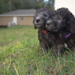 Bedlington Terrier and Great Dane Puppies from Cloud9 Bedlingtons and Argos Danes