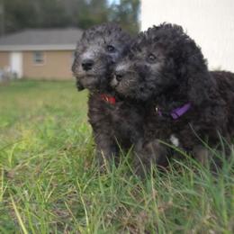 Bedlington Terrier and Great Dane Puppies from Cloud9 Bedlingtons and Argos Danes