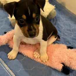 Rebecca - Black white and tan female Rat Terrier puppy in Savoy, Texas from Rockin EZ Rat Terriers