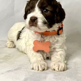 Cavapoo, Cockapoo, and Poodle Puppies from Benji’s Cockapoos