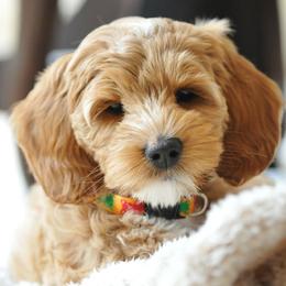 Australian Labradoodle Puppies from Lake Blue Australian Labradoodles