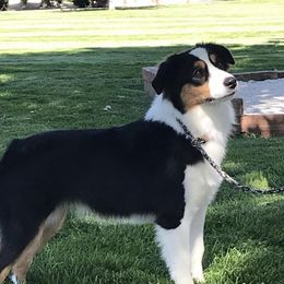 Party - Miniature American Shepherd