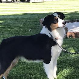 Party - Miniature American Shepherd
