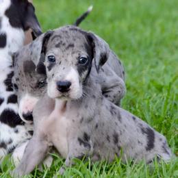 Merle 3 - Merle male Great Dane puppy in Golconda, Illinois from Breken Great Danes