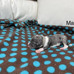 Double Doodle Puppies from Kirkham Doods