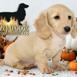 AKC PETAL - Cream female Dachshund puppy in Linden, Texas from Piney Woods Miniature Dachshunds LLC