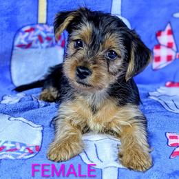 Girl 1 - Black and tan female Yorkshire Terrier puppy in Bay County, Florida from Love My Yorkie Babies