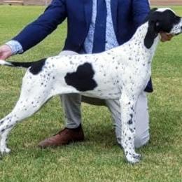 Pointers from Wild West English Pointers
