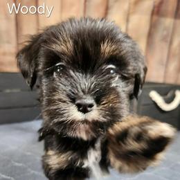 Woody - Black and tan male Lhasa Apso puppy in Jefferson, New York from Absolute Lhasa Love