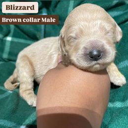 Bernedoodle and Goldendoodle Puppies from Lyon and Luna Goldendoodles Bernedoodles