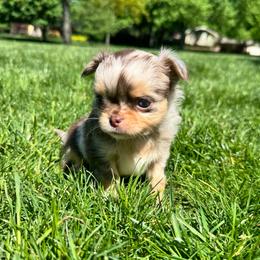 Jerry - Chocolate male Chihuahua puppy in Dayton, Ohio from Petite Pups