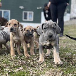 Great Danes from Hera Great Danes