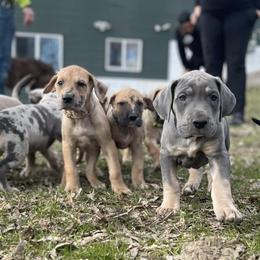 Great Danes from Hera Great Danes