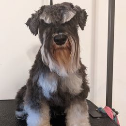 Zuko - Miniature Schnauzer