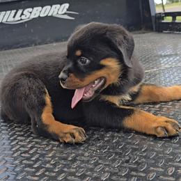 Girl 4 - Black and mahogany female Rottweiler puppy in Holts Summit, Missouri from Hurleyhaus Rottweilers