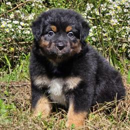 KB.BTF - Black tri-color female Australian Shepherd puppy in Deer Lodge, Tennessee from KSH Aussie Haven