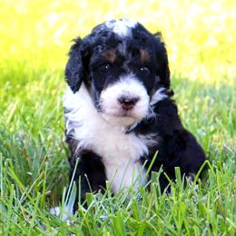 Grave Digger - male Australian Mountain Doodle puppy in Decatur, Illinois from Signature Doodles