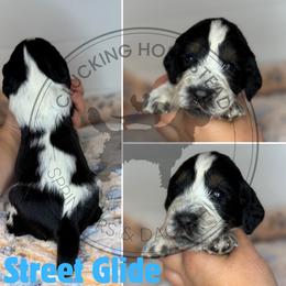 Street Glide - Black white and tan male English Springer Spaniel puppy in Fond Du Lac, Wisconsin from Clucking Homestead Springers & Dachshunds