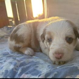 Linda - Red merle female Australian Shepherd puppy in Fontana, California from J.O Family Aussies