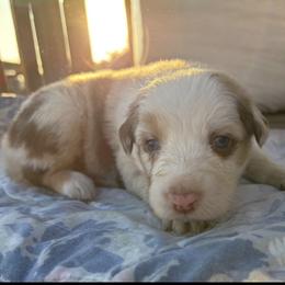 Linda - Red merle female Australian Shepherd puppy in Fontana, California from J.O Family Aussies